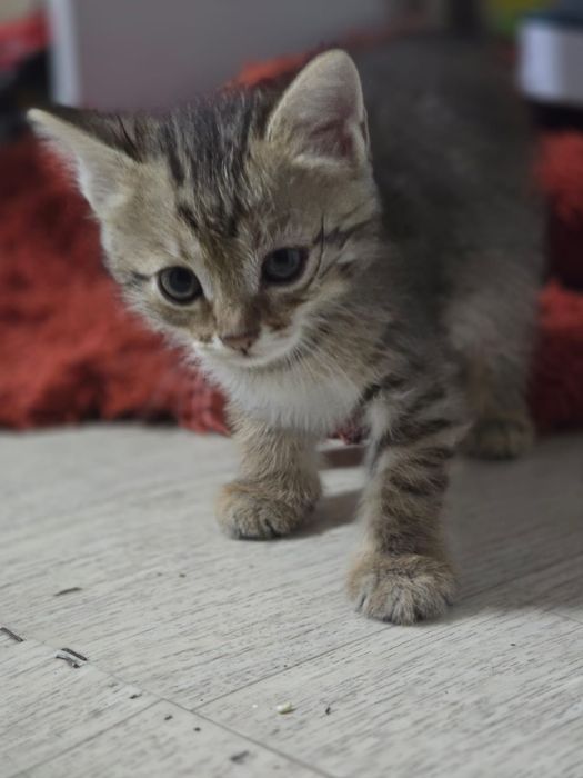 Котята умные, ласковые