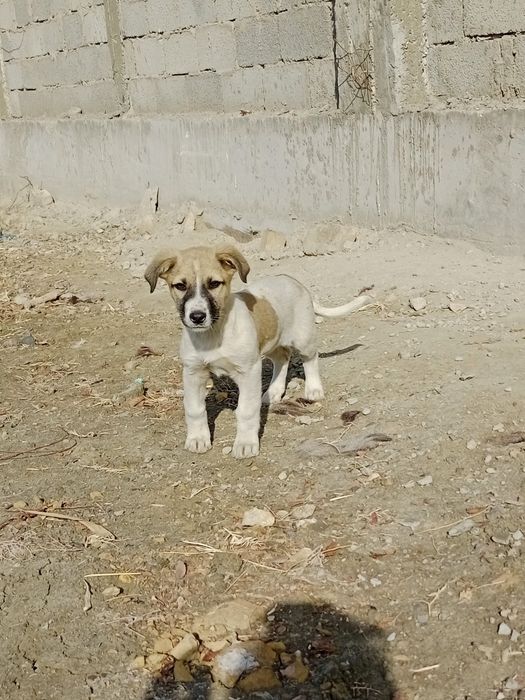 Щенки,4 мес.девочки(кизча)