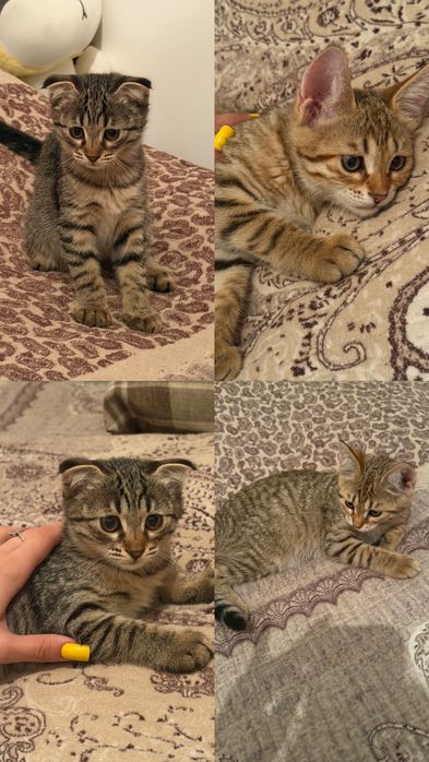 Отдам котят в хоршие руки с дальнейшим отслеживанием судьбы