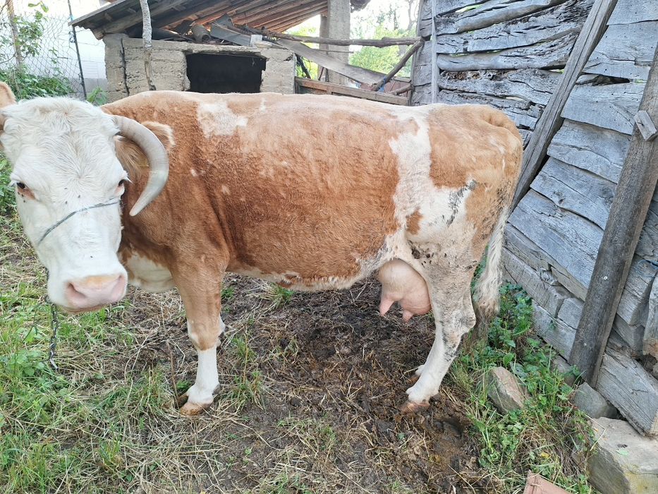 Vacă bălțată de vînzare .