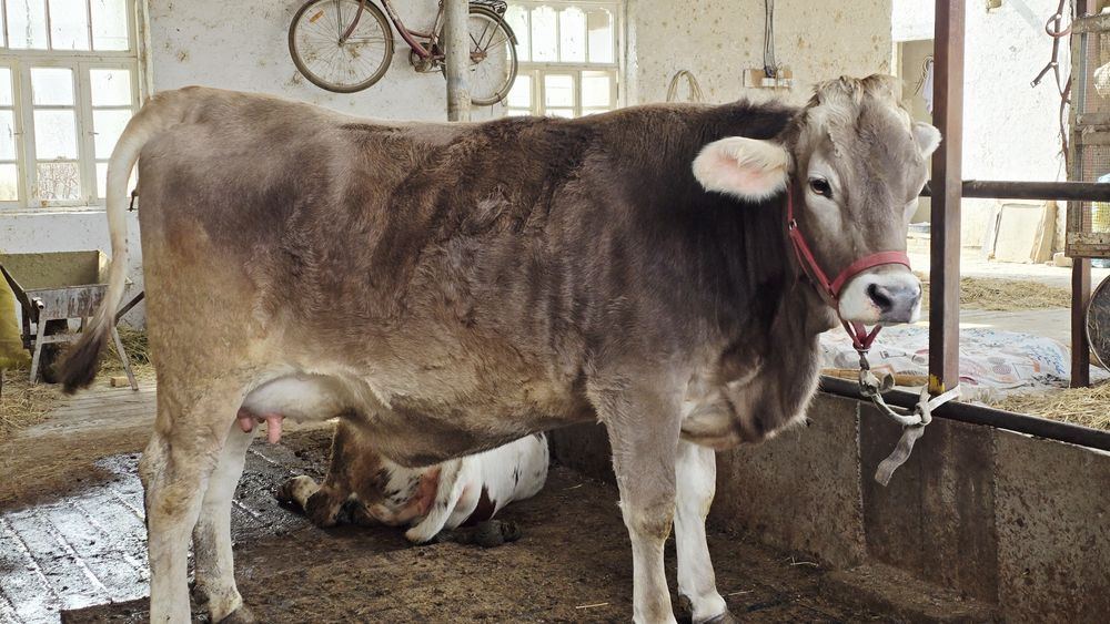 Биринчи коринга Тозза тукан эна бола щвиц парода гунажин