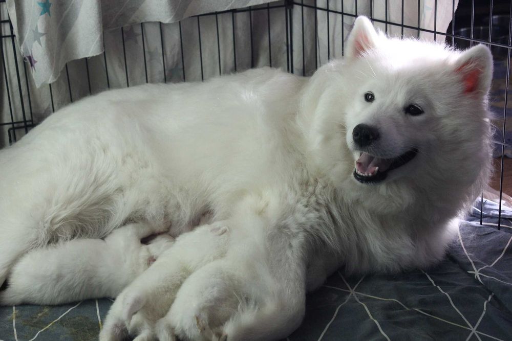 самоед бебета чистокръвни