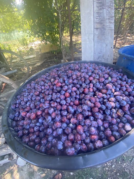 Prune  de vanzare