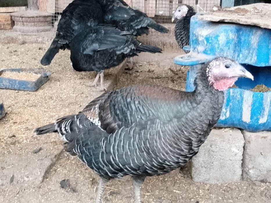 Үндікьер сатылады