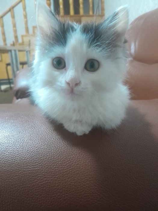 Отдам котёнка бесплатно