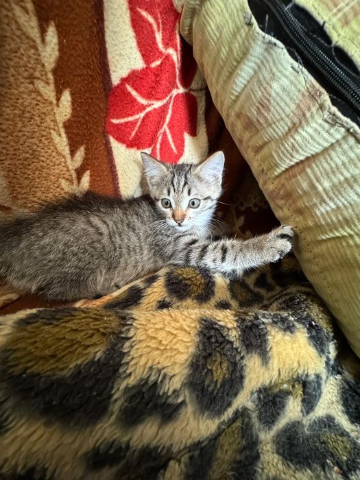 Срочно отдам котенка!!