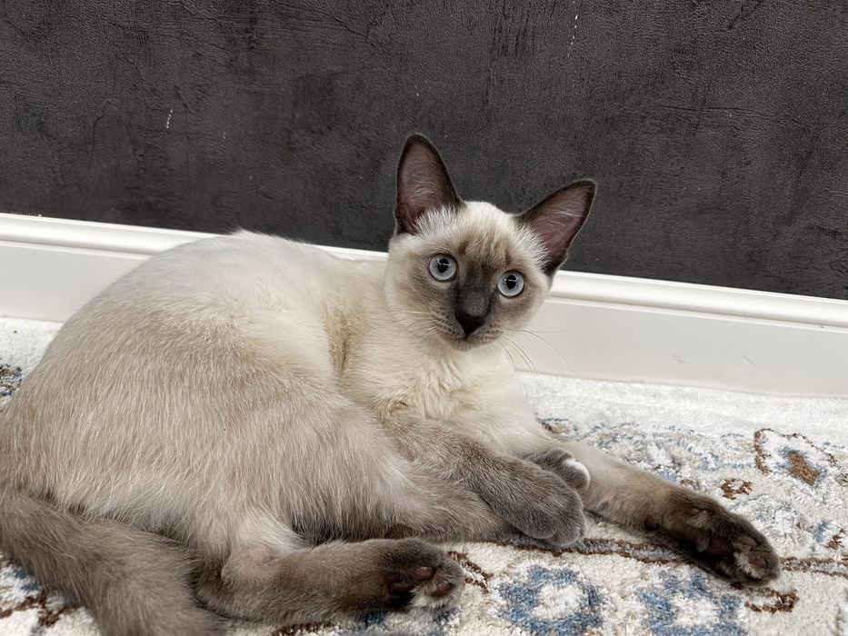 Отдам котенка, кошка