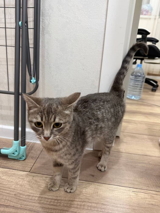 Отдадим кошку в добрые руки