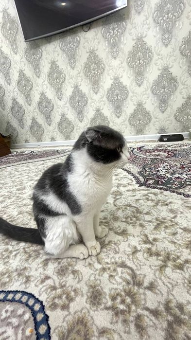 Mushuk Skotish fold britaniskiy sotiladi srochniyga