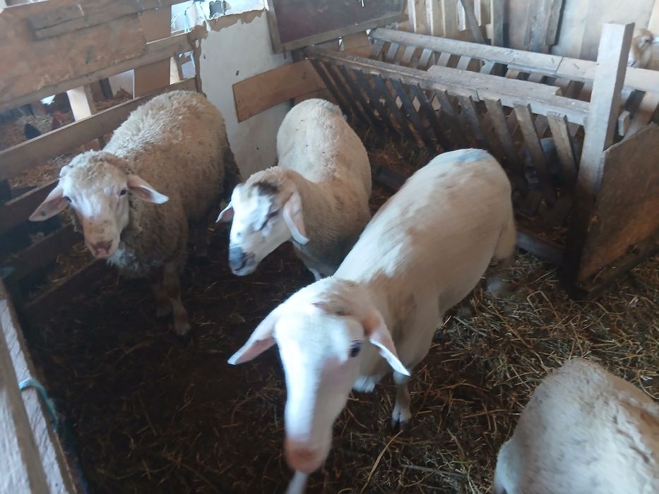 Vand berbecut lacaune