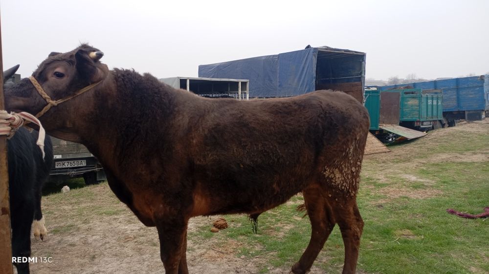 3 та Хукзлар сотилади