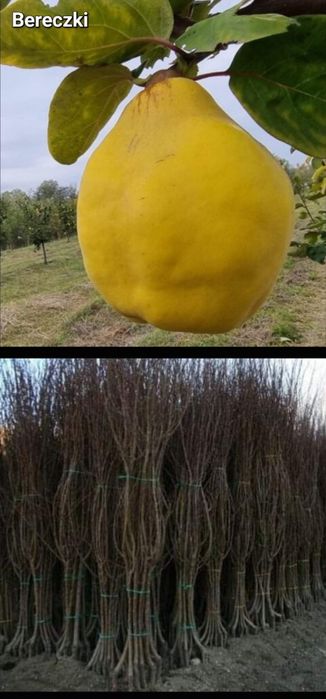 Meri-pomi fructiferi