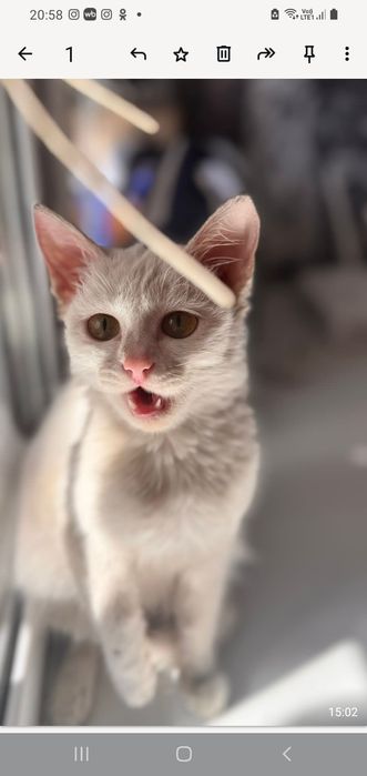 Ищем дрм для кошечки.