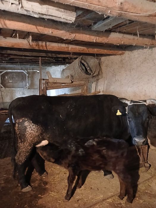 Бузаулы сиыр сатылады