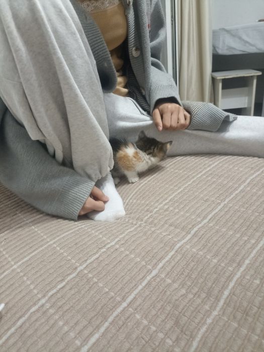 котенок кошка 1 месяц