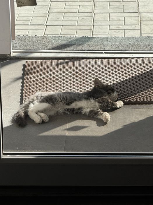 котенок ищет домик