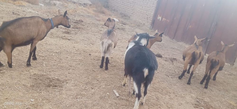 Теке сатылады сүтті линиясы жақст парода