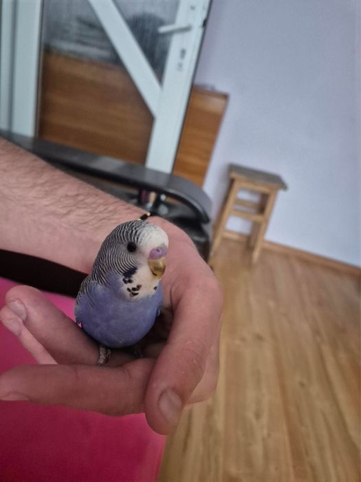 Papagali peruși