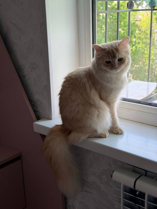 Отдаётся 8-месячная кошка. Бесплатно