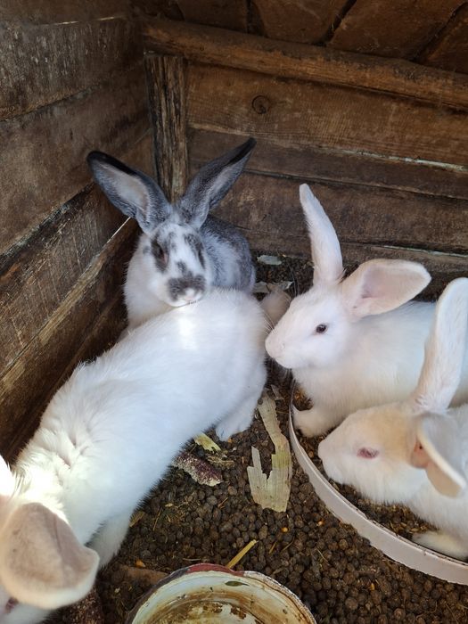 Продавам зайци различна възраст и породи