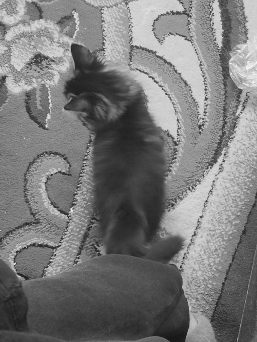 Котенок бесплатно