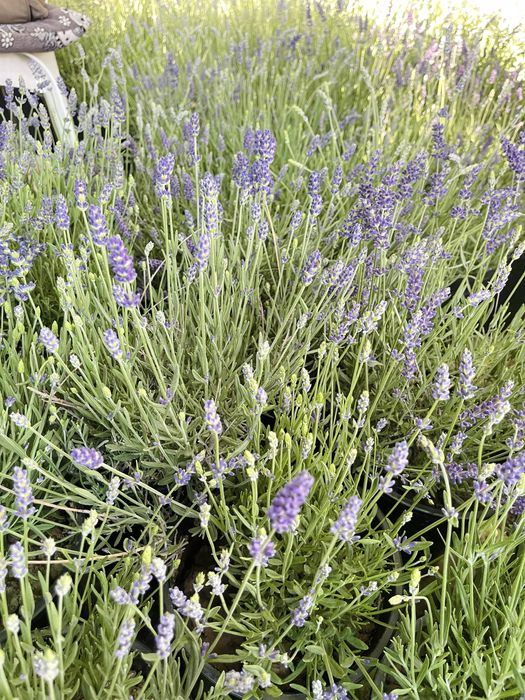 Саженцы лаванды в продаже