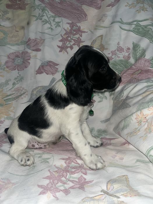 Русский охотничий спаниель