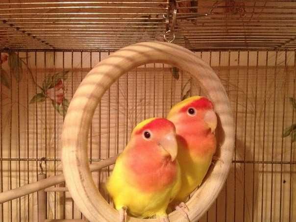 Неразлучники попугай