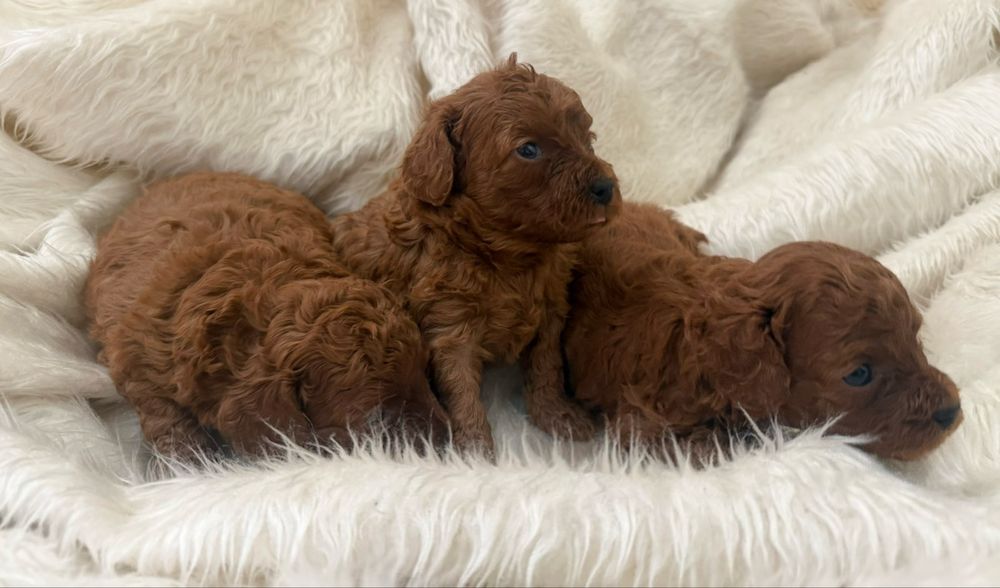 Пудел  Той      Poodle Toy