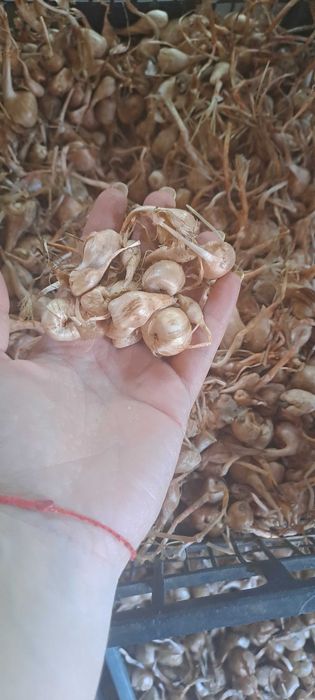 Шафранови луковици