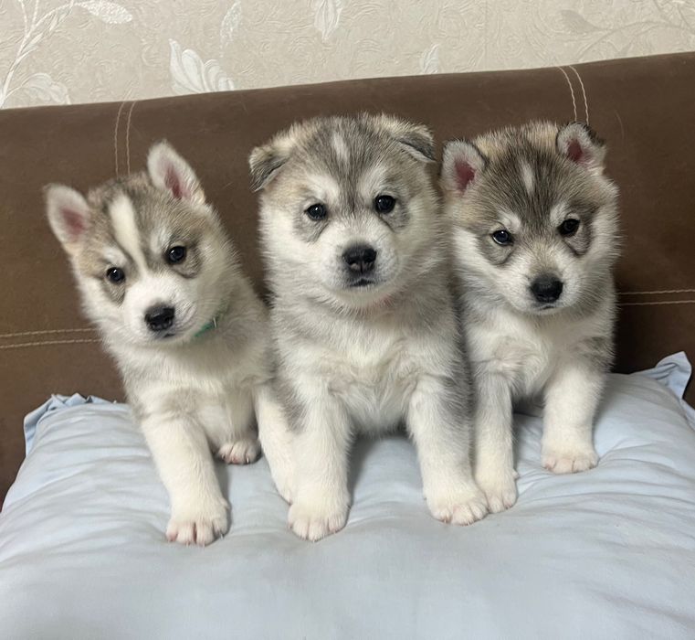 Бебета порода сибирско хъски –  за резервации