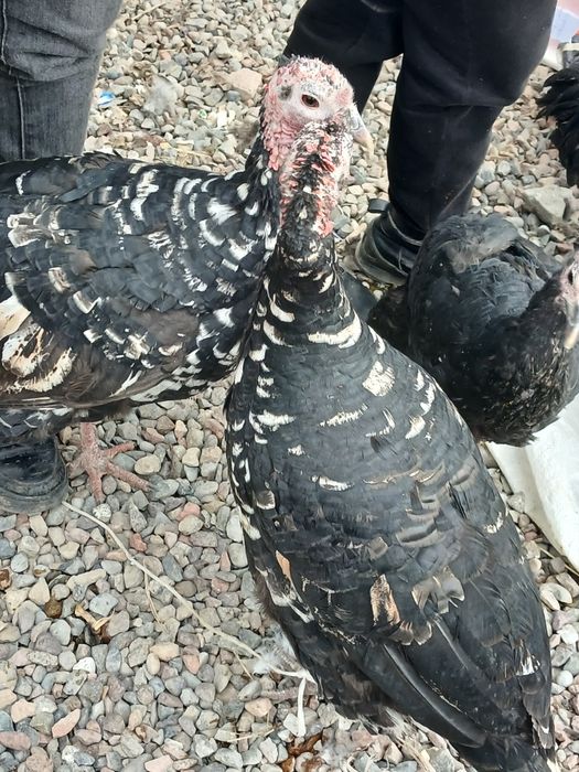 Курка, Индюк- Хаммаси 750 000 минг ками бор, 3 та, 2та котта, 1 та орт