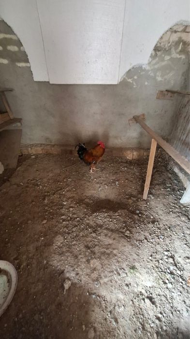 Әтештер сатылады