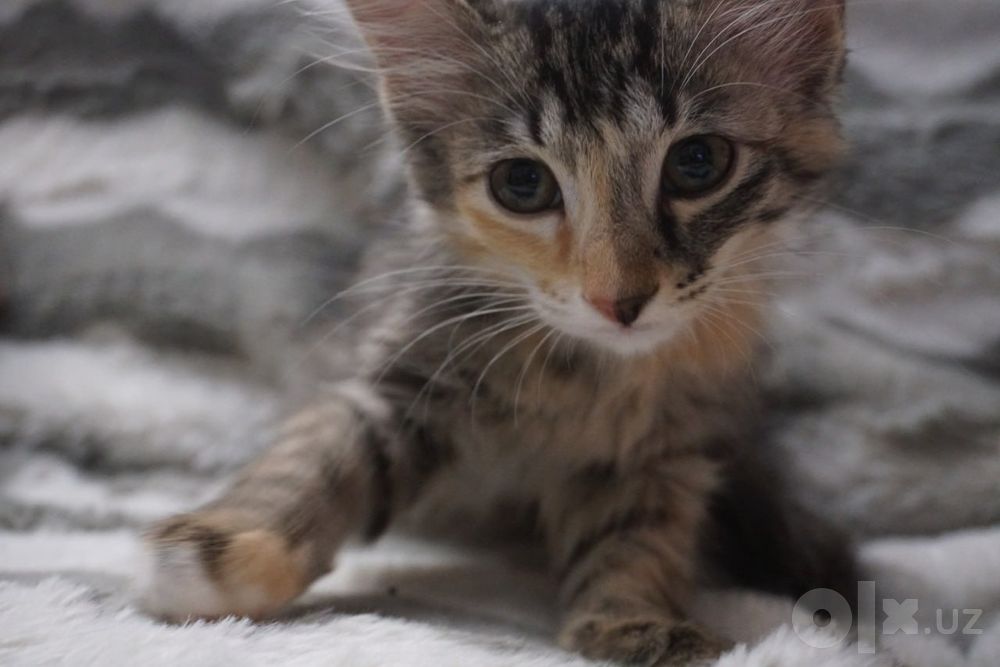 Отдам в хорошие руки котят