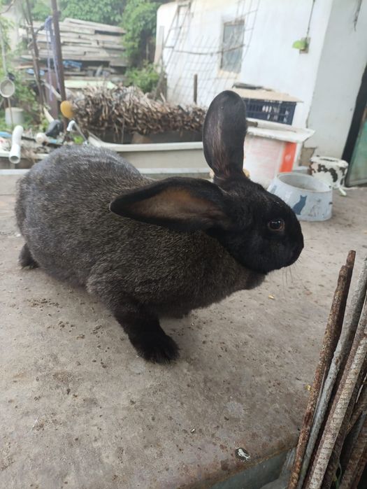 Продам двух самок кроликов