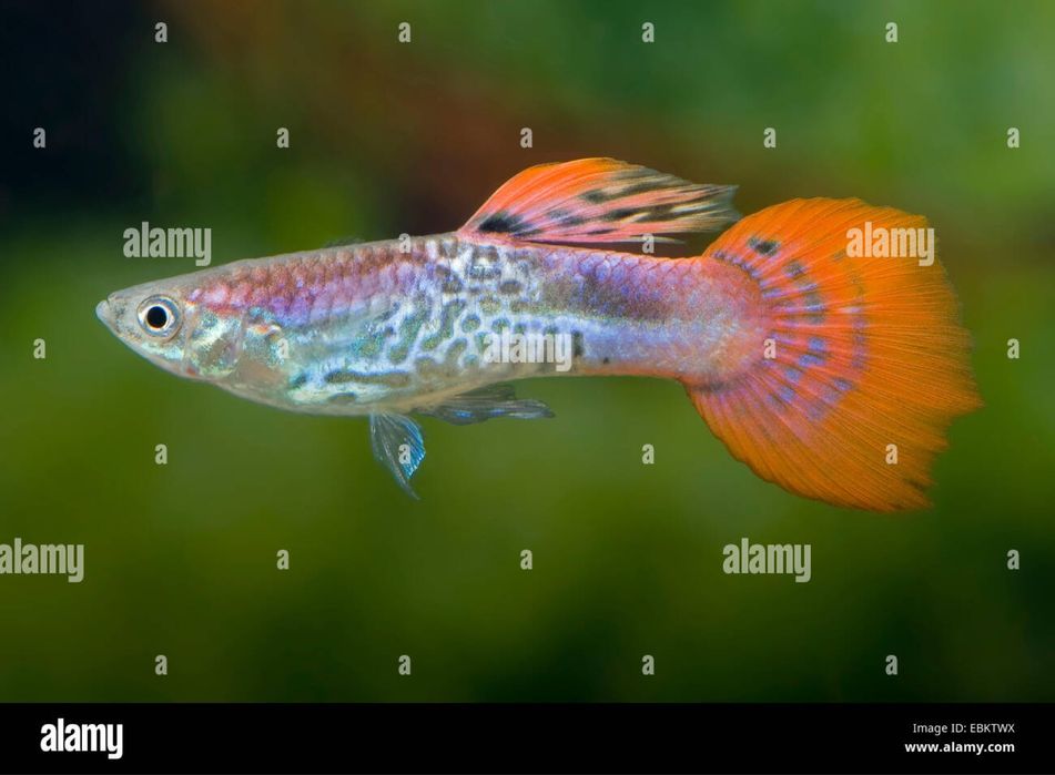 гуппи , аквариумные рыбки