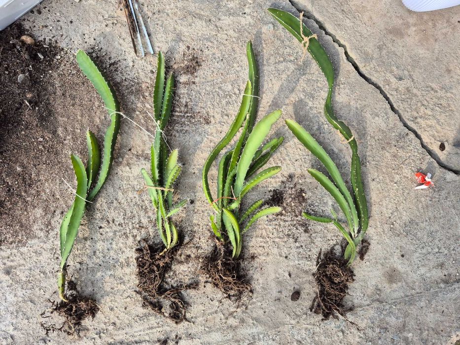 Растение Драгон фрукт (питахая)