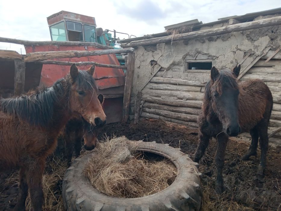 Жабағылар бұзаулар сатыладв