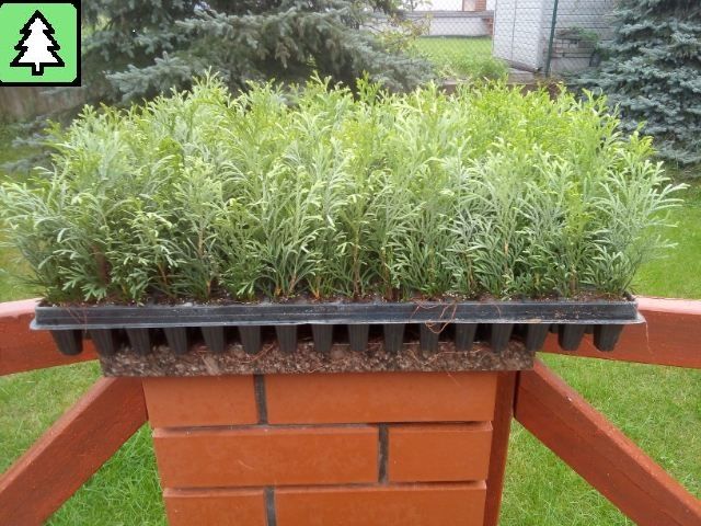 Tuia, Thuja Smaragd 1,5 ani, tuia, Danica, Gold,  0,18 EUR
