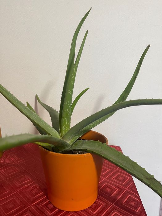 Planta aloe Vera naturală 40 cm