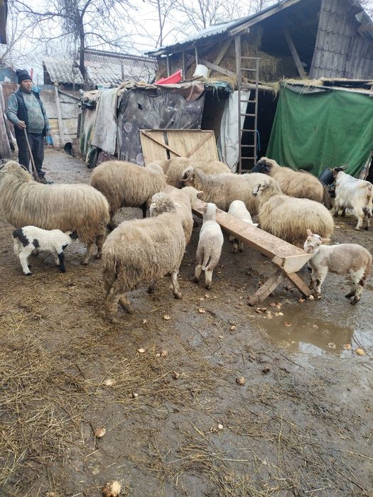 Vând 7 oi și un berbec