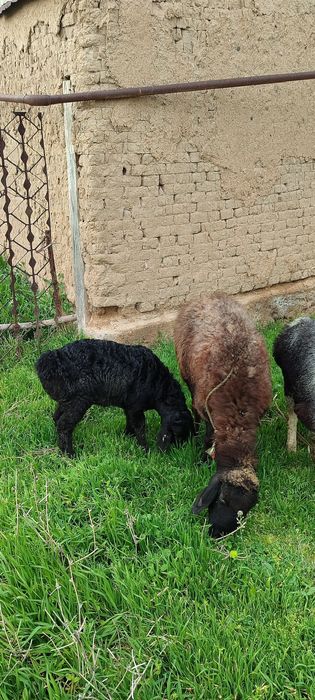 Ona bola qoyla va 1 ta arashan qoʻchqor sotiladi