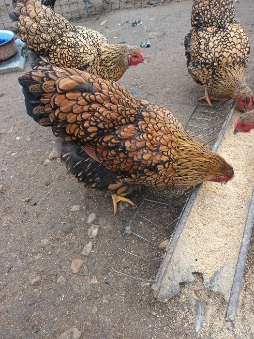 Araucana gât Aurii, Wiandotte GSG
