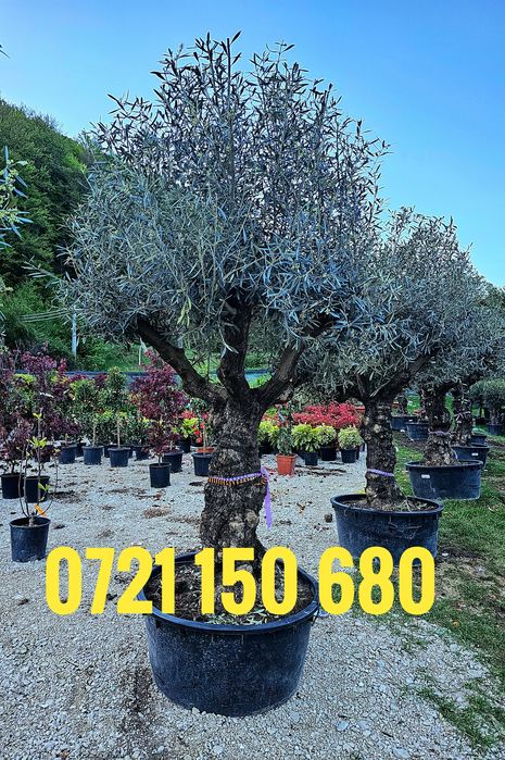 Maslin secular   ( maslin batran )