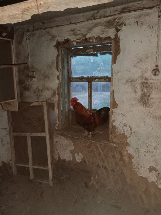 Продам петух Ломан Браун