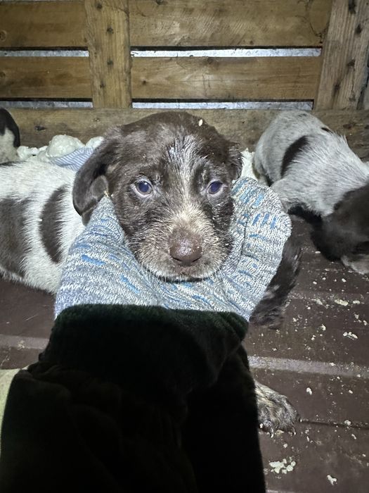 Щенки Дратхаара.