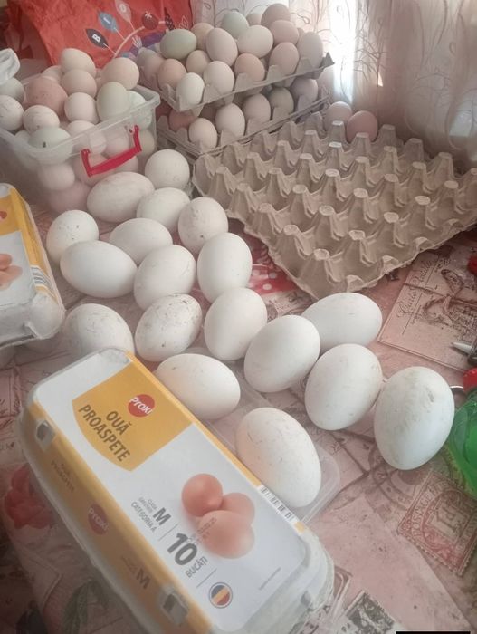 Ouă incubat rața gașca gaină