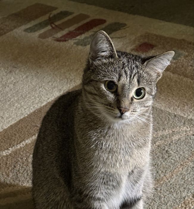 Кошка только ответственным