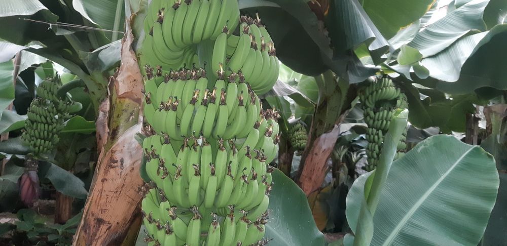 Banan ko'chat    .