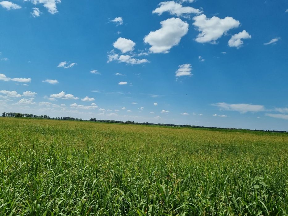 Продаётся сено Тюк 6000